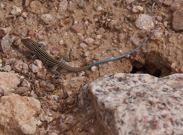 Four Things About The Phoenix Desert Botanical Garden
