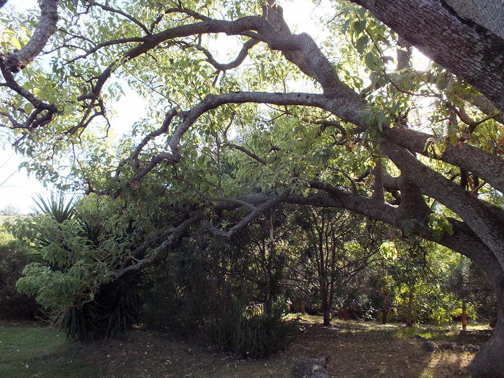 Ombu Baum Abnachuruguay