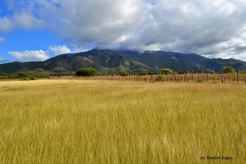 Paisajes destacados Sabana africana y otras sabanas del mundo