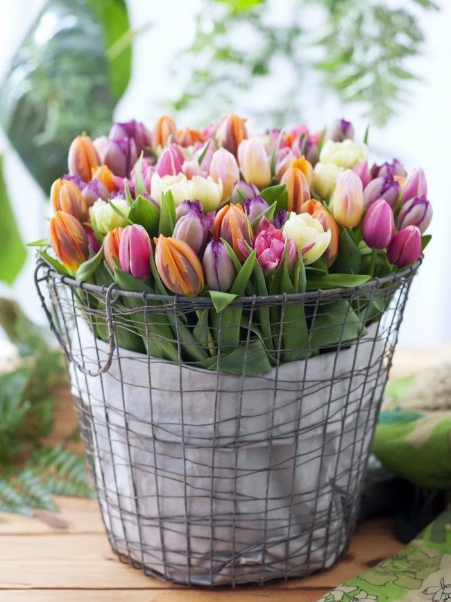 Um jardim para cuidar A beleza das tulipas..