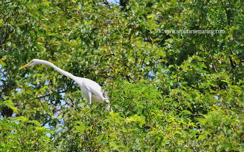 Burung blekok yang cantik di pepohonan