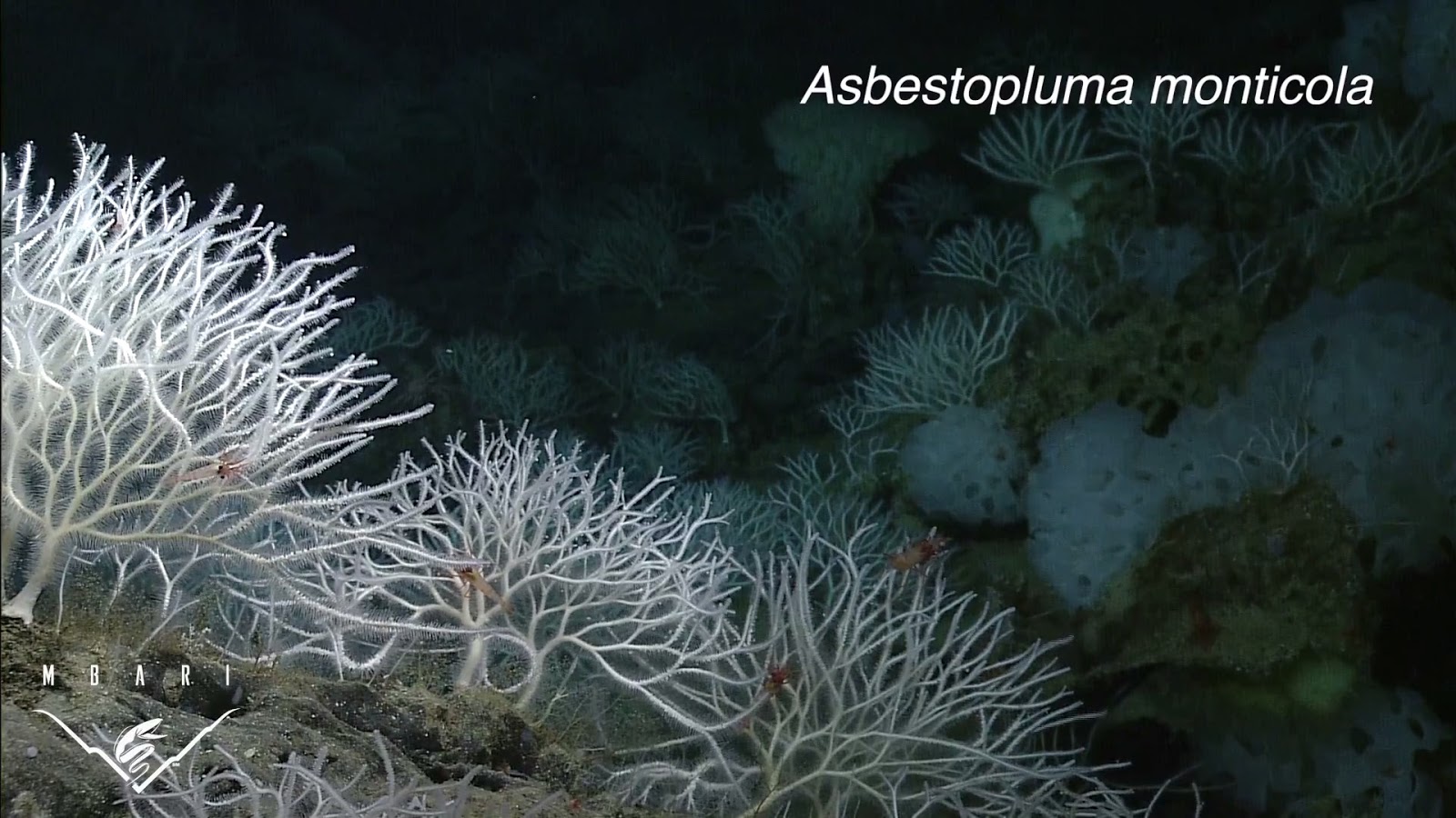 Real Monstrosities Four New Carnivorous Sponges