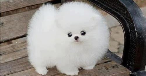 Bola de nieve! - Portal de entretenimiento online