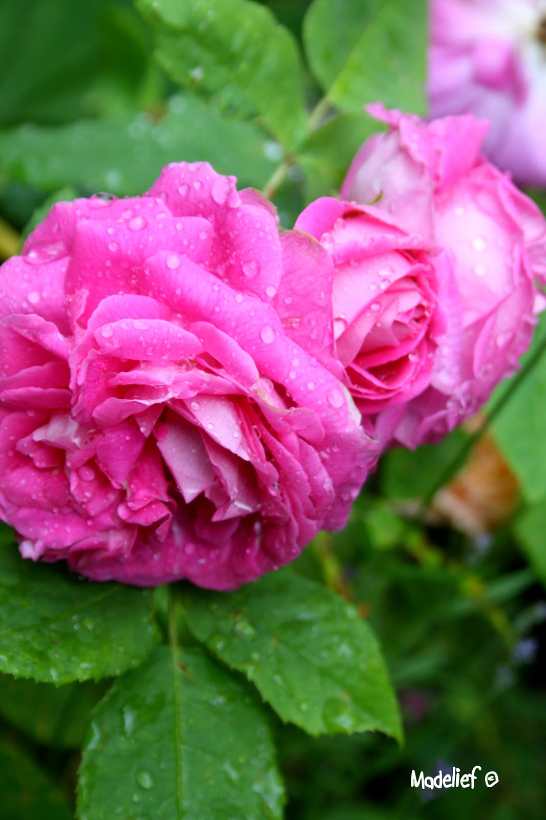 Madelief Roses in bloom