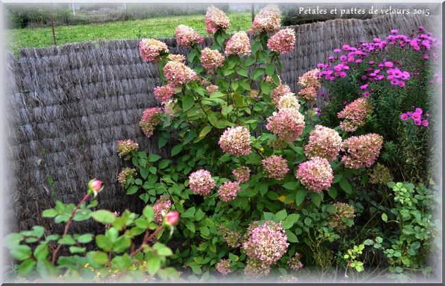 My Tropical Plants Finder Hydrangea Blue