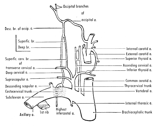 Week 1 Arteries Quiz | UIC PT Anatomy Reviews 2015