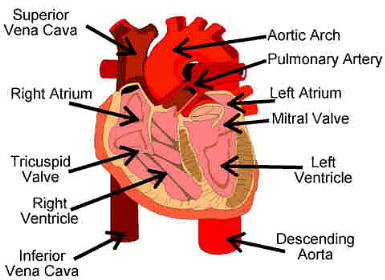 Programs For An Athlete : Circulatory System