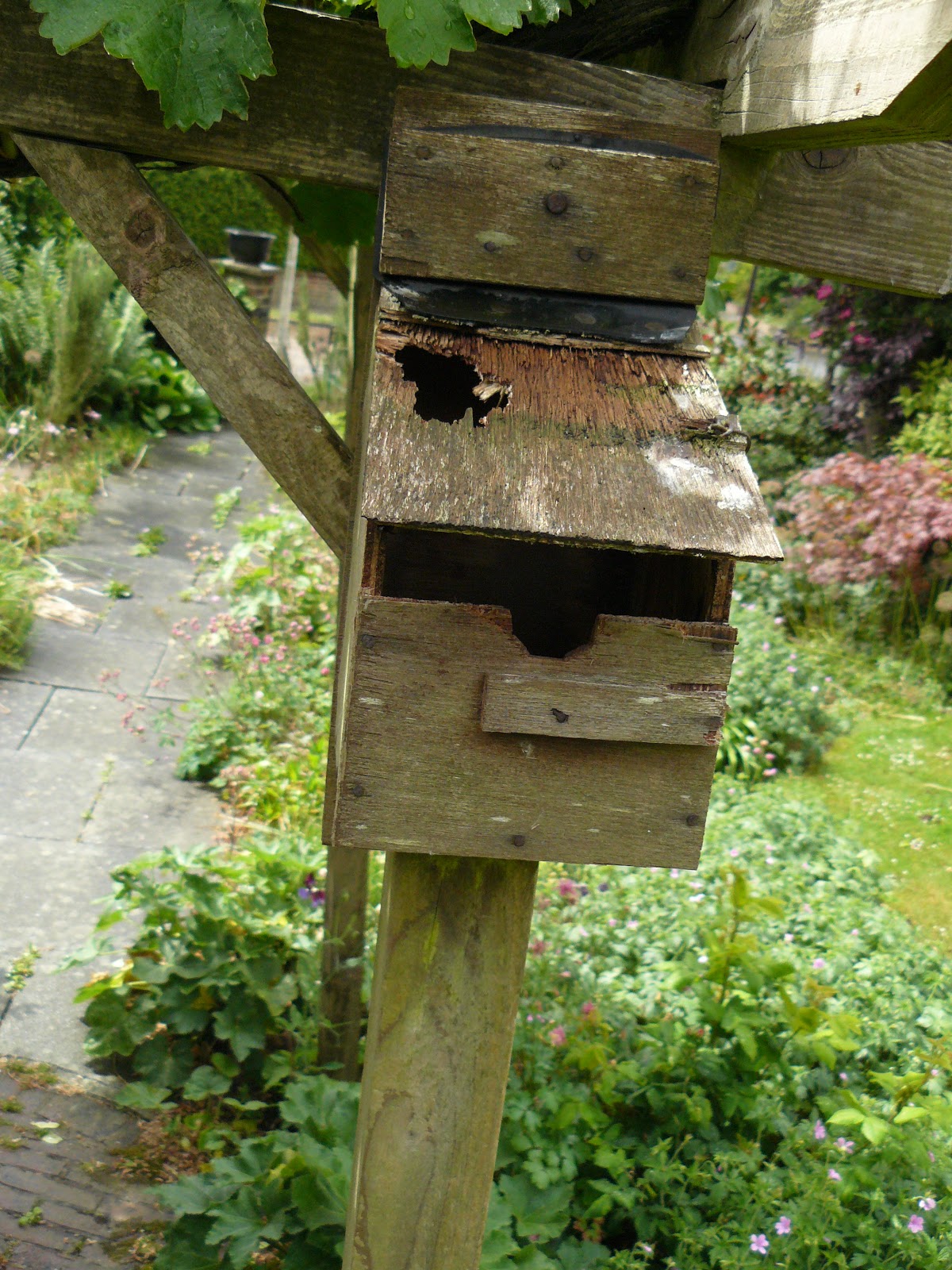 Peter Lovett's ramblings : Great Spotted Woodpecker attacking a Blue