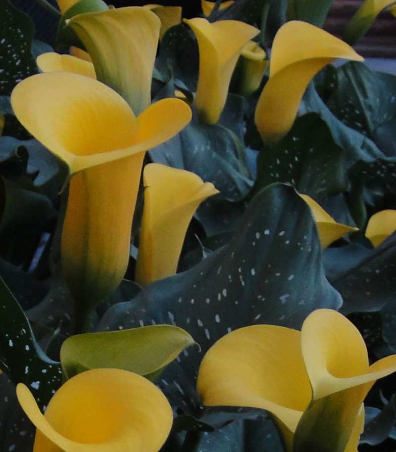 Gallery of Callas Lilies by Color Yellow Calla Lilies