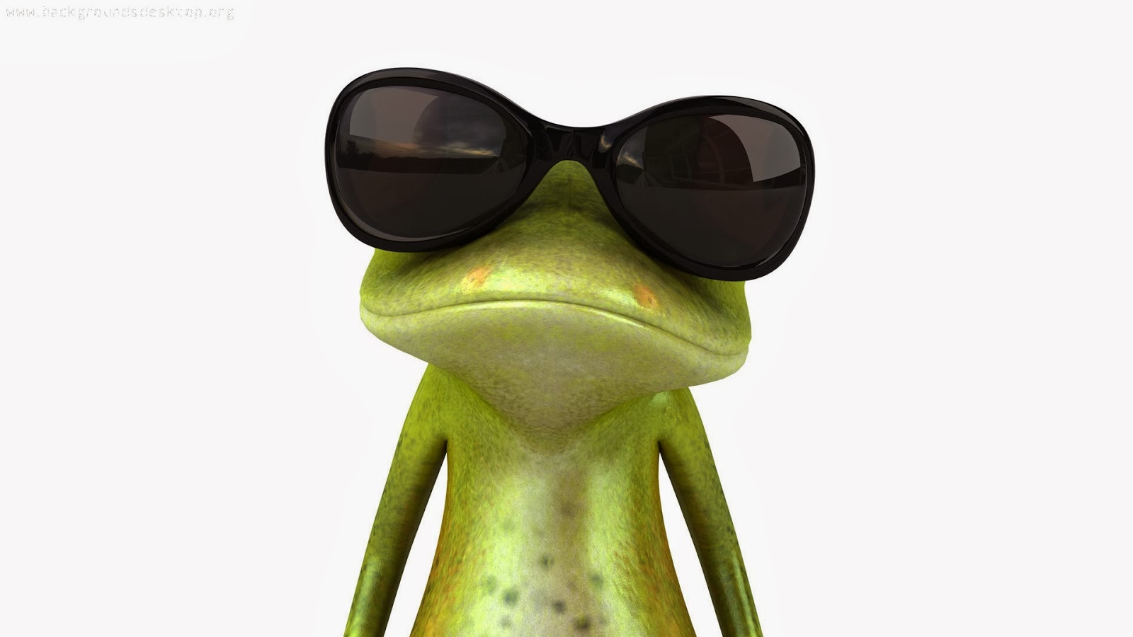 Frog Wearing Sunglasses wallpaper - beautiful desktop wallpapers 2014