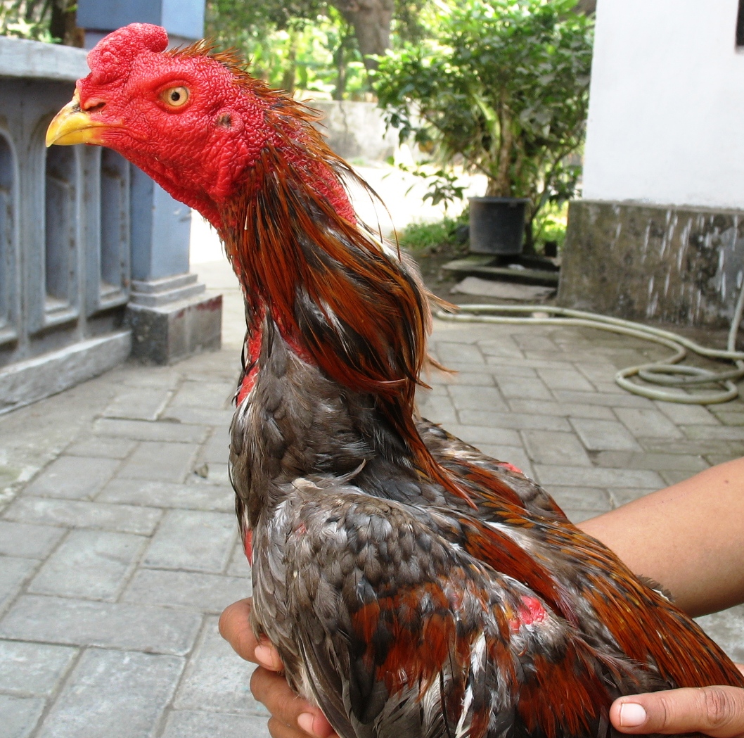 Penggemar Ayam Laga Mengenal Jenis Warna Ules / Bulu Ayam Laga