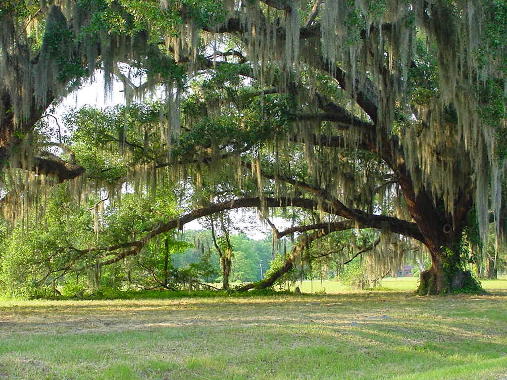 Laurens County The Early Years SUMPTERVILLE