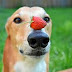 O σκύλος δροσίζεται με τις φράουλες!