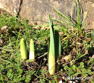 Daffodil Bulbs February 2013