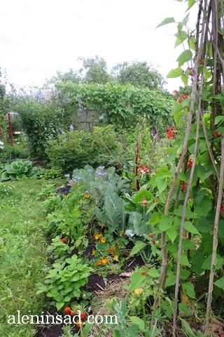 аленин сад, aleninsad, июль в саду, зелень в саду, овощи в июле, травы июля, опора-пирамида, фасоль, теплица, 
