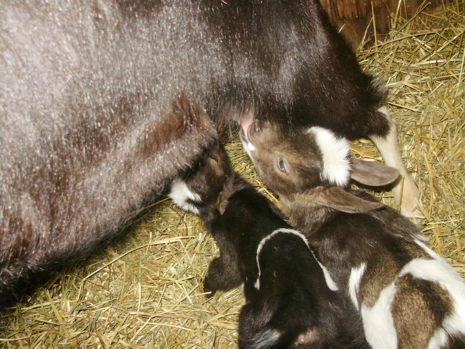 Ohiofarmgirl's Adventures In The Good Land Baby Goats and Goat Polio