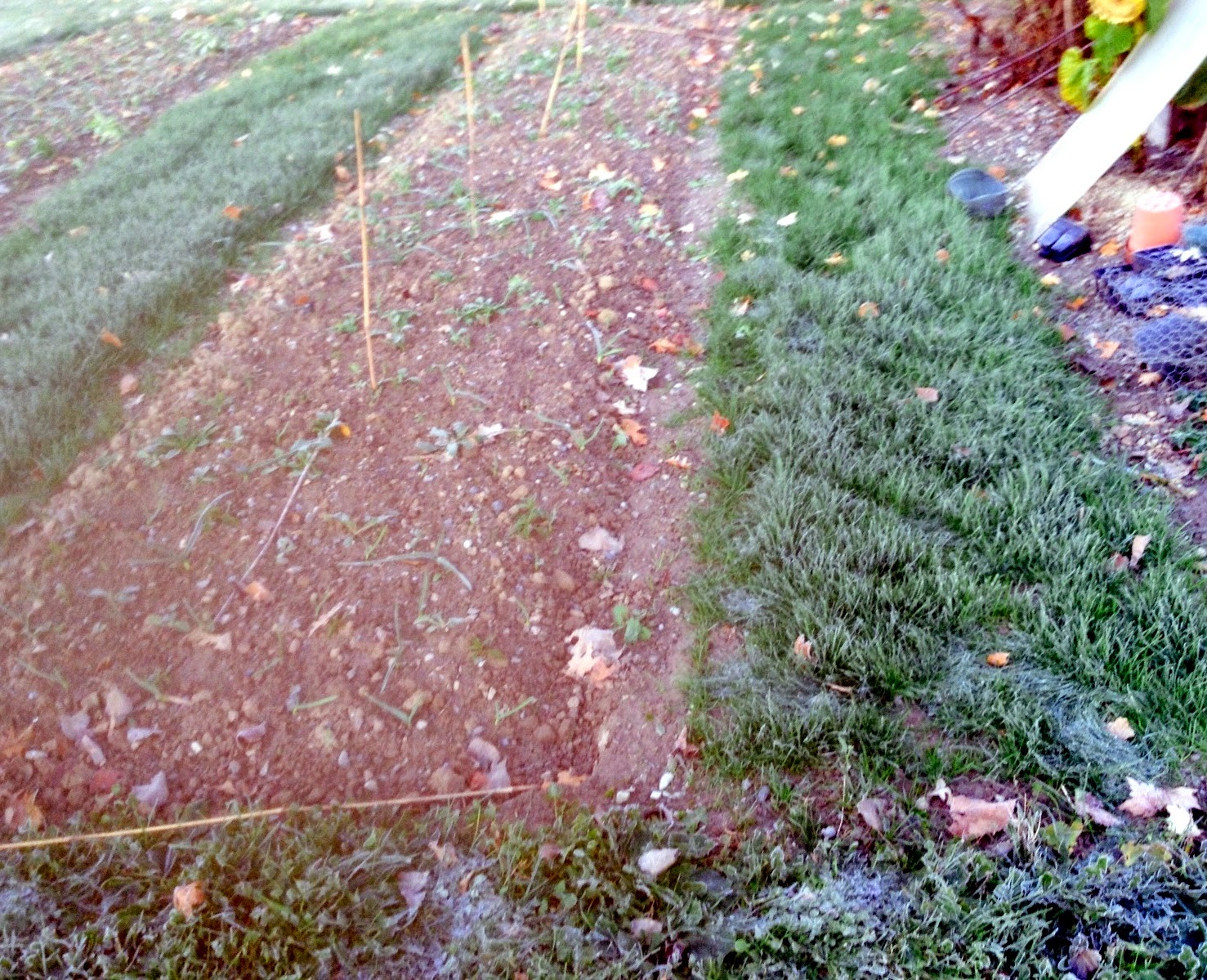 What Grows Well In Gravelly Soil at Rachel Rocha blog