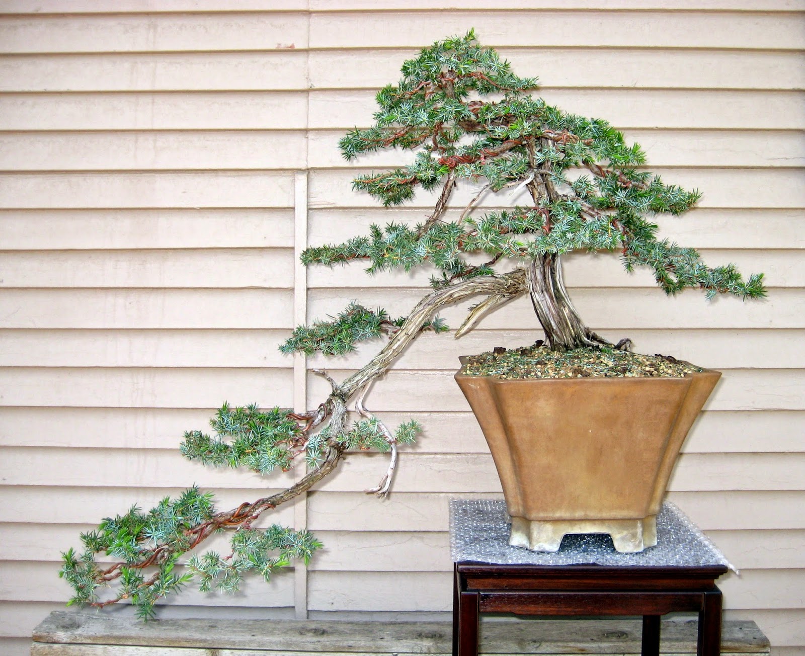Glory S Garden Characteristics Of Blue Rug Juniper