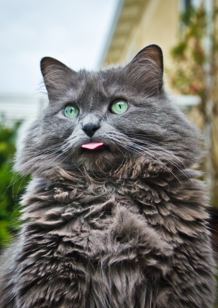 Lovely Pups and Cats Top 10 Cat Breeds With Long Hairs