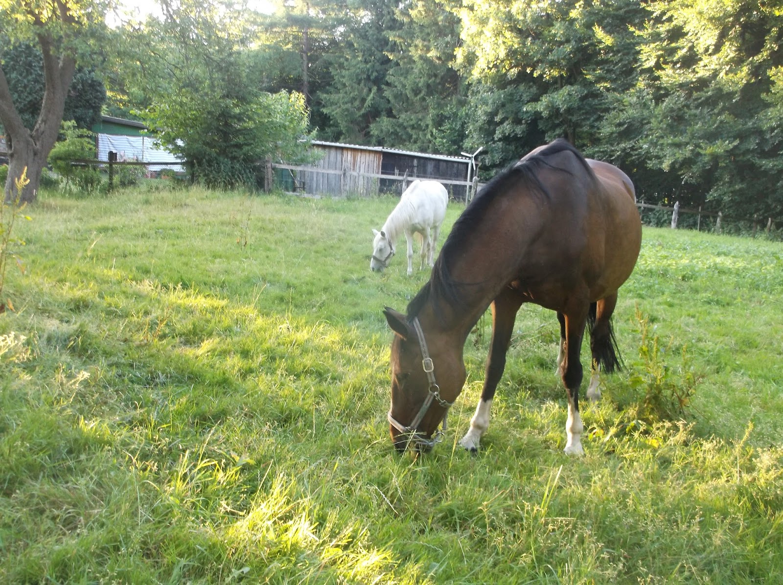 Hufrehe-Blog: Warum der Salzleckstein so wichtig ist