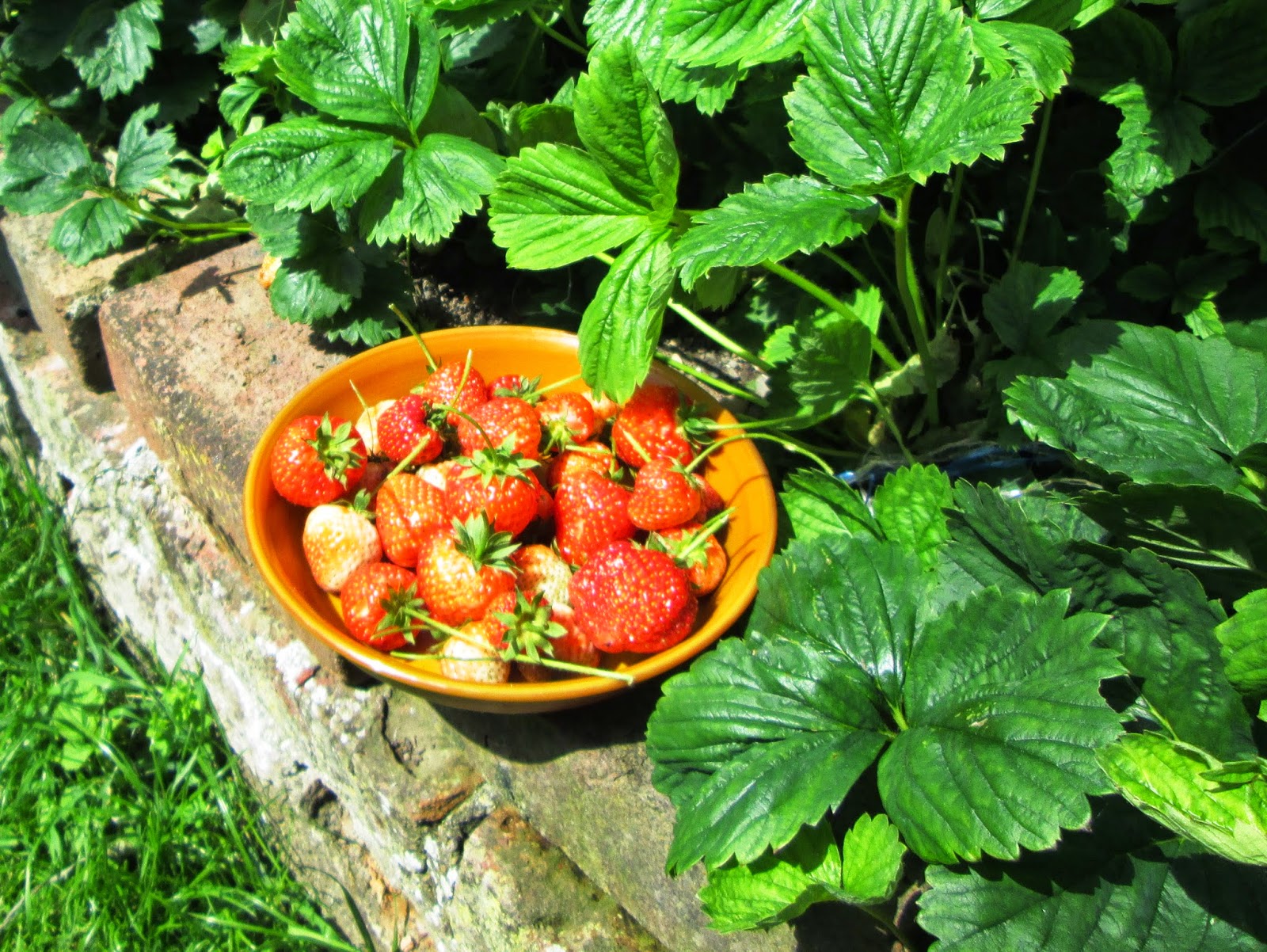 Vegetable Garden Tips How To Grow Strawberries