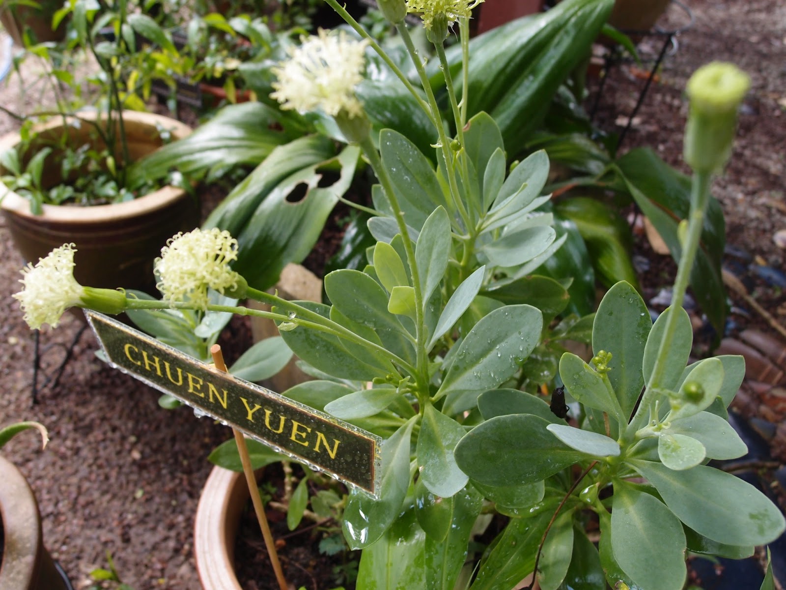 LI NA HERBS WHAT'S THE BOTANICAL NAME OF THIS PLANT?