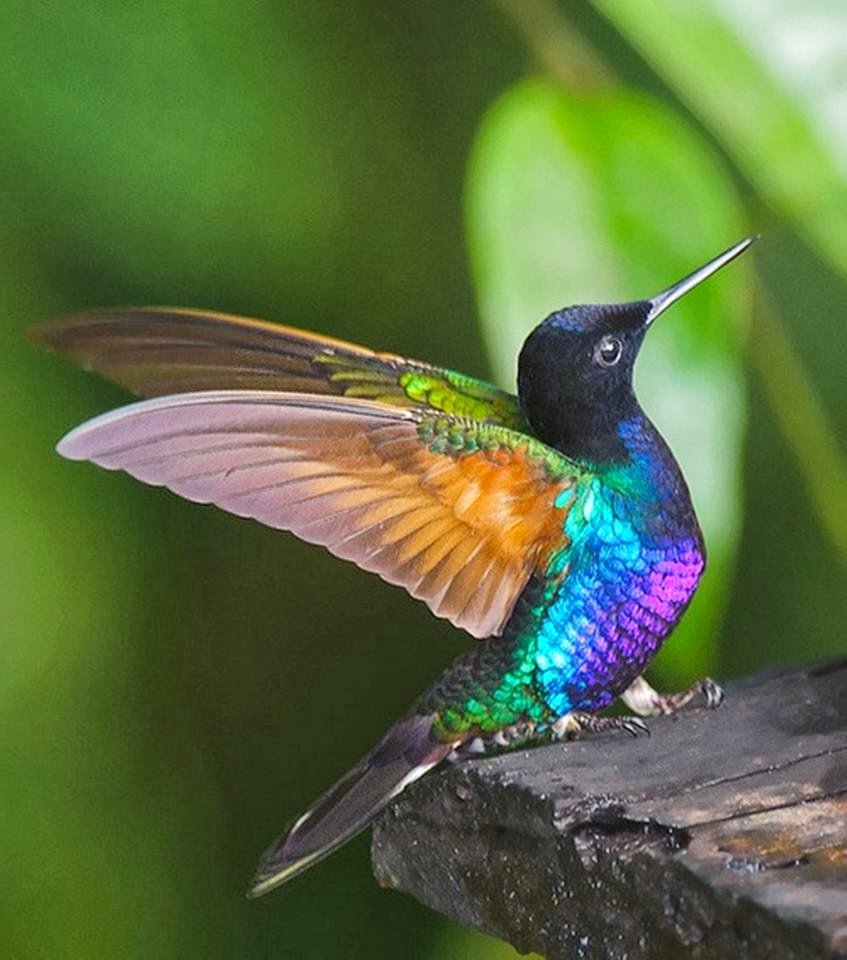 Colibri