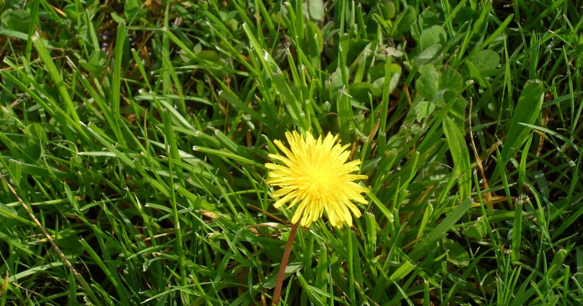 Ecology The yellow flower/weed
