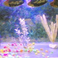 Aquarium