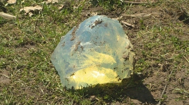 Daily News Blog 13 Shocking Things Found In Backyard