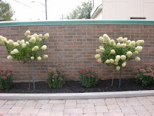 Library Garden