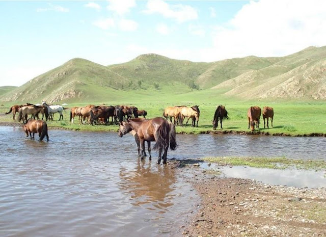 Mongolian Horses Seen On www.coolpicturegallery.us