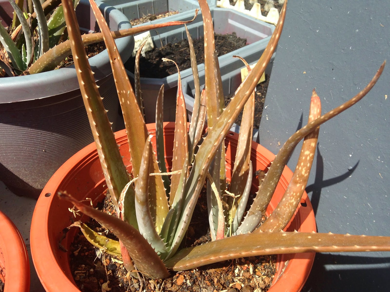 Why is my aloe plant turning brown
