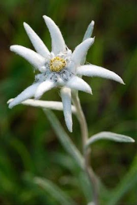 Flor de nieve o edelweiss