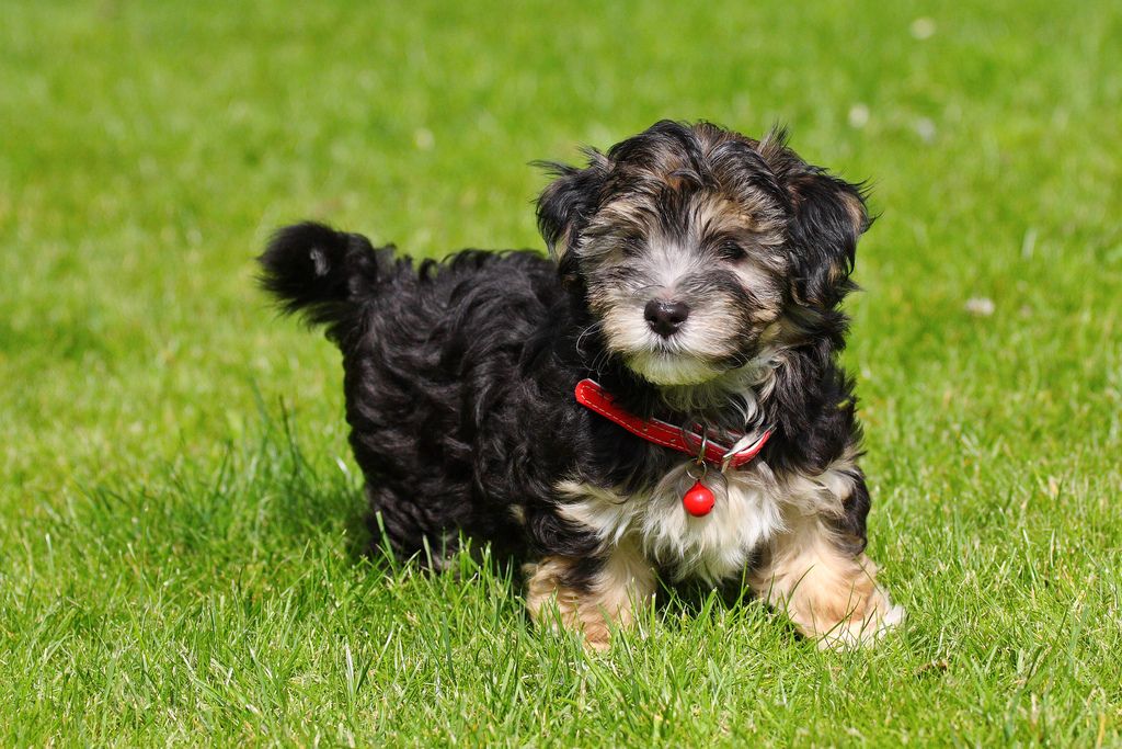 havanese black 30 cutest pictures of havanese puppies best photography landscapes and animal havanese black 30 cutest pictures of havanese puppies best photography landscapes and animal