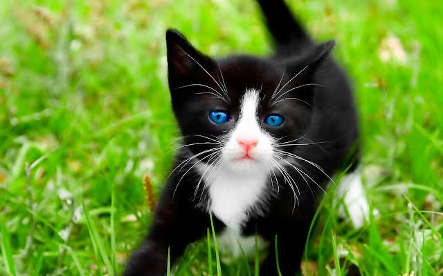Black cat with blue eyes on the grass