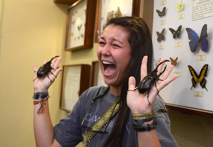 Hercules Beetles