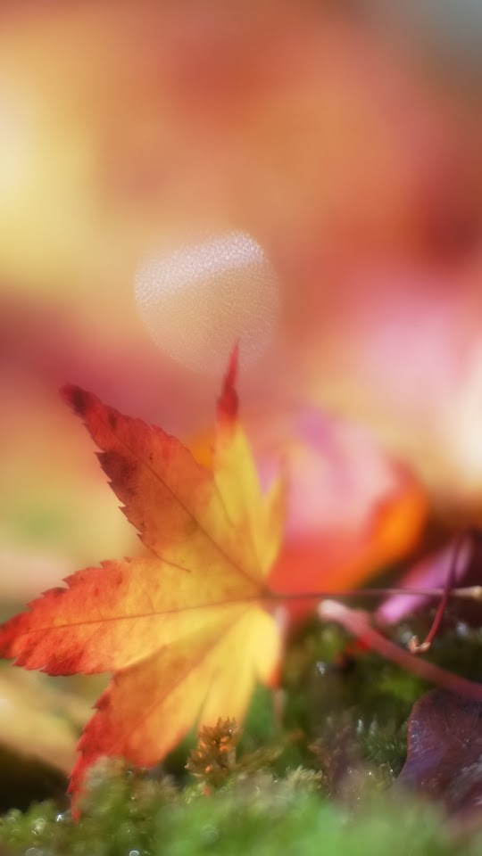 Bokeh Autumn Maple Leaf  Android Best Wallpaper