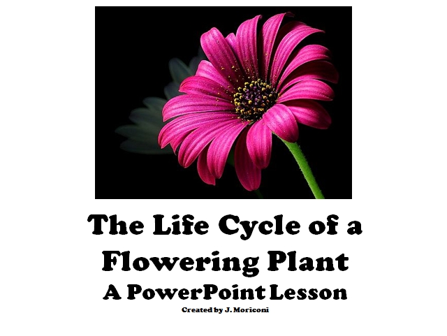 Life Cycle Of A Plant Smartboard Activities
