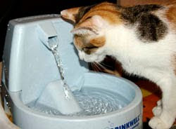 ¿Porqué mi gato “escarba” el agua?