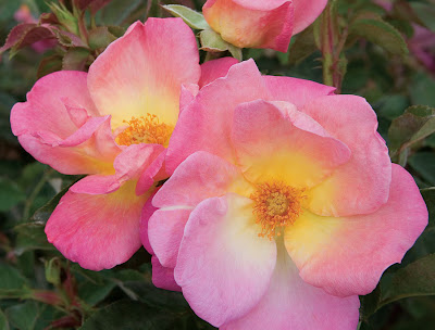 Pink single rose with yellow eye