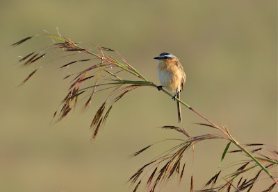 Sharp-Tailed Grass-Tyrant, Culicivora caudacuta