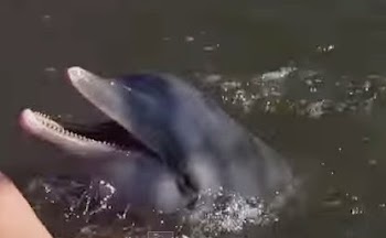 Το δελφίνι που ήθελε κάτι παραπάνω από ένα φιλί! [video]