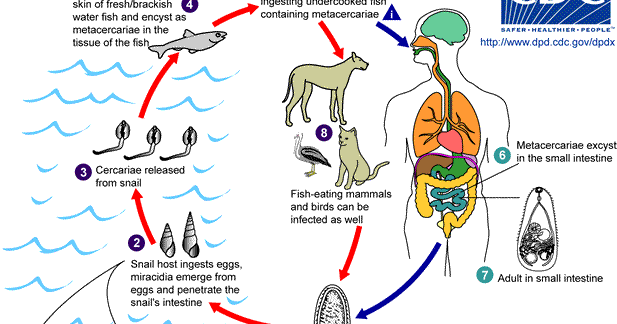 Ultimate Cat: Identifying and Treating Liver Fluke in Cats