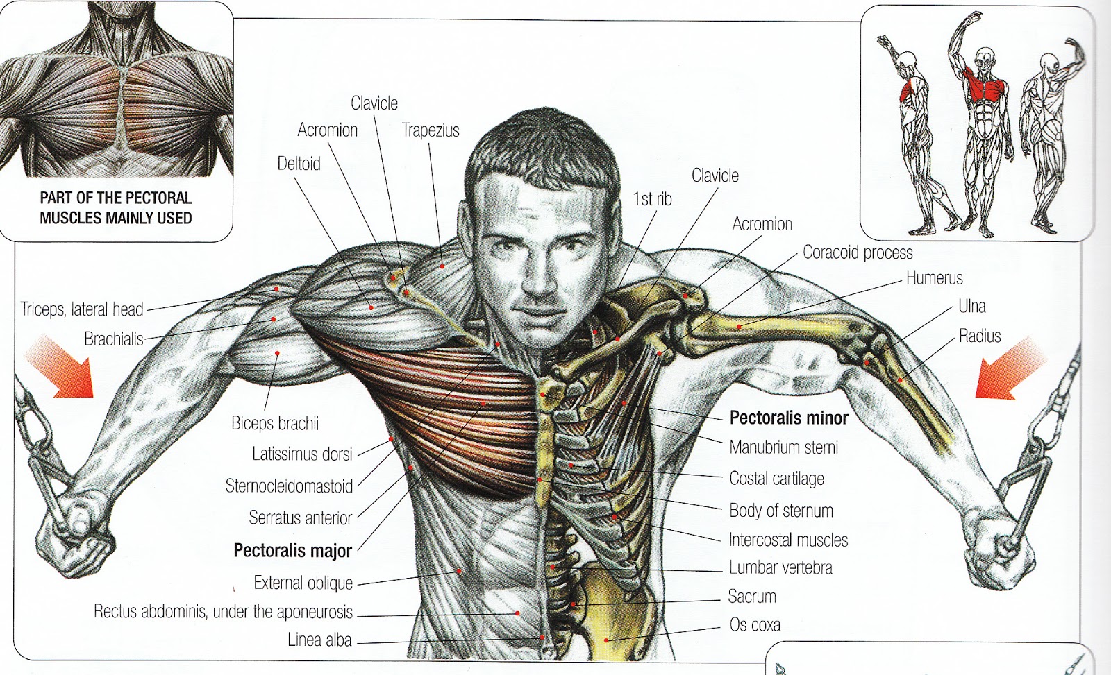 Top 7 Chest Exercises To Build Muscle