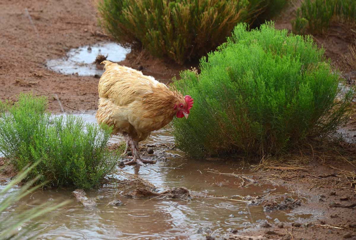 The 7MSN Ranch Chickens in the rain