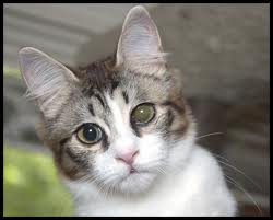 Kucingku Duniaku Masalah Kesihatan Kucing 3 Mata Dan Masalahnya