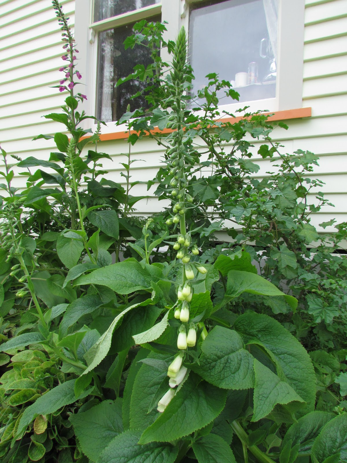 Lady Mondegreen's Secret Garden: Widow's Weeds