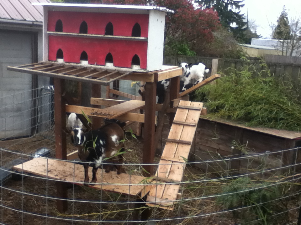 Farmy Charmy's Adventures in Urban Ag! New Goat Jungle Gym cause
