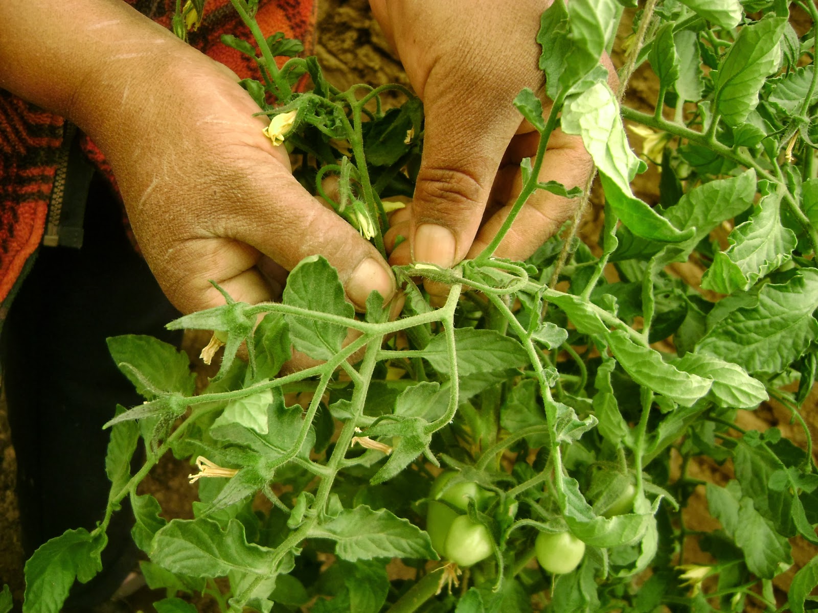 AGRICULTURA URBANA EN EL ALTO: MANUAL PRODUCCIÓN DE HORTALIZAS EN CARPA